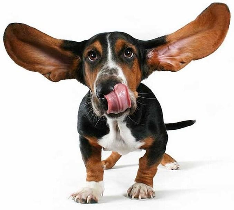 Собака с телефоном