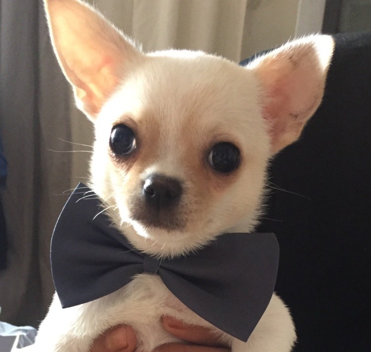 Собака звоночек