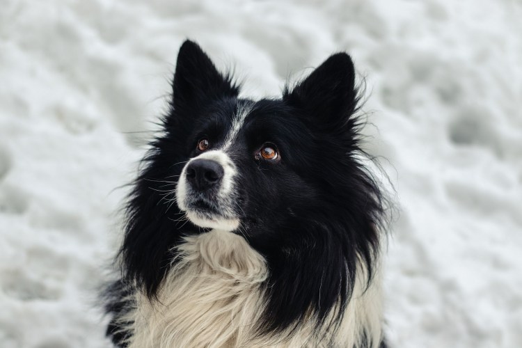 Дверной звонок для собак