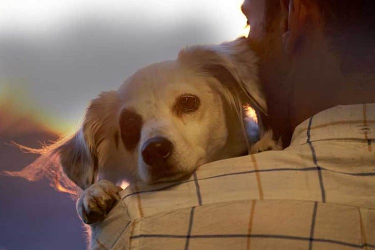 Собака звонит в дверной звонок