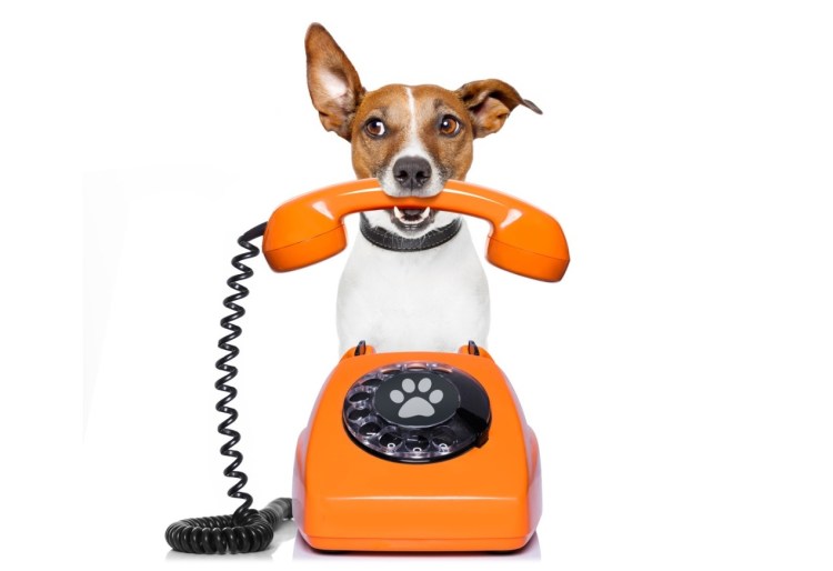 Собака с айфоном