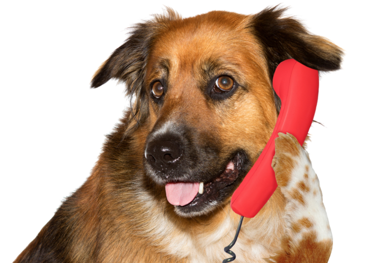 Саамская лайка