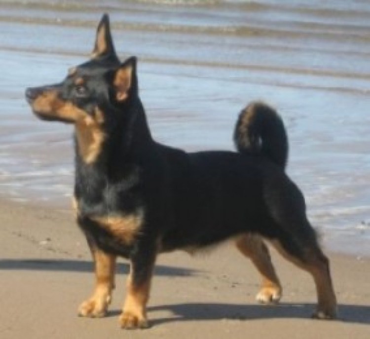 Ланкаширский Хилер собака