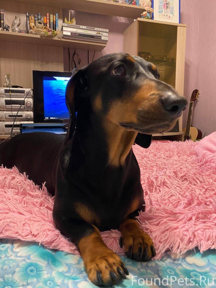 Весёлая такса по имени