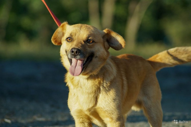 Собака разговаривает по телефону