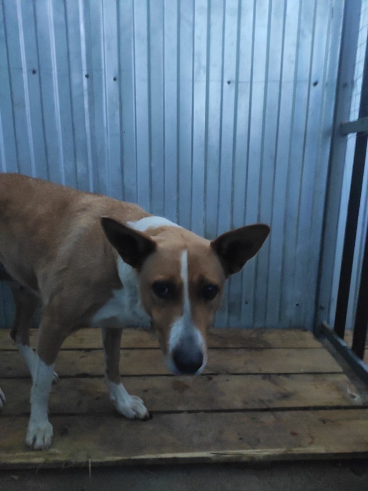 Звонок игрушка для собак