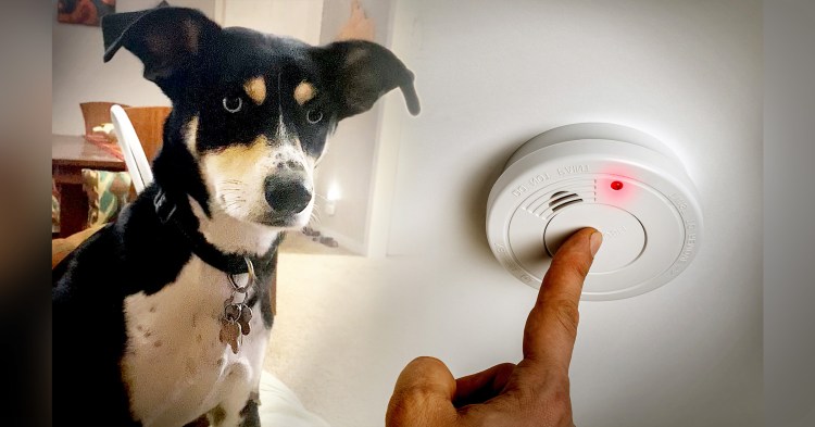 Собака с телефоном