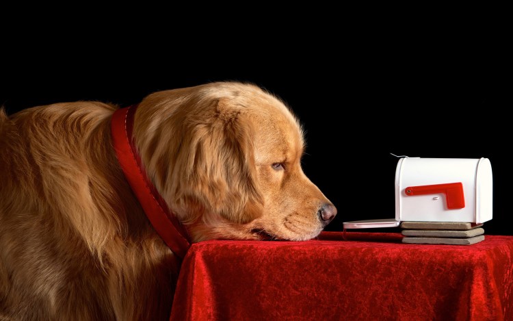 Собака боится салюта