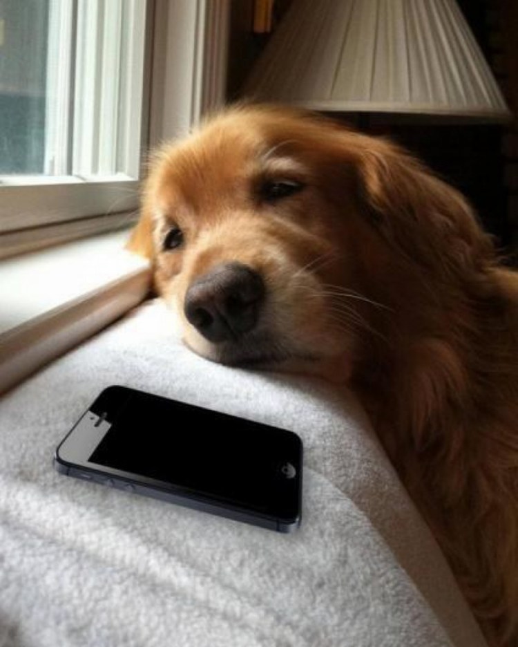 Клаксон RT осьминог св-3054