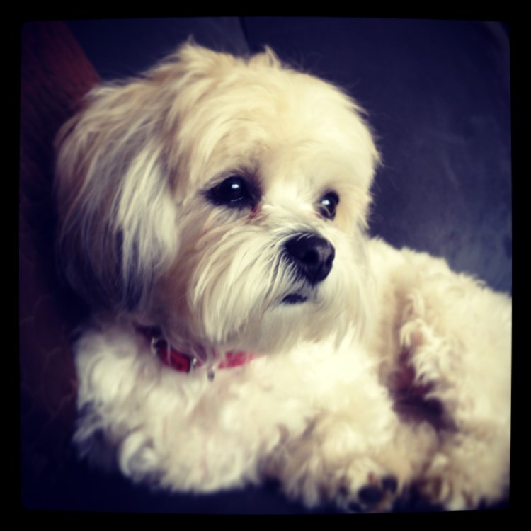 Собачка звонок