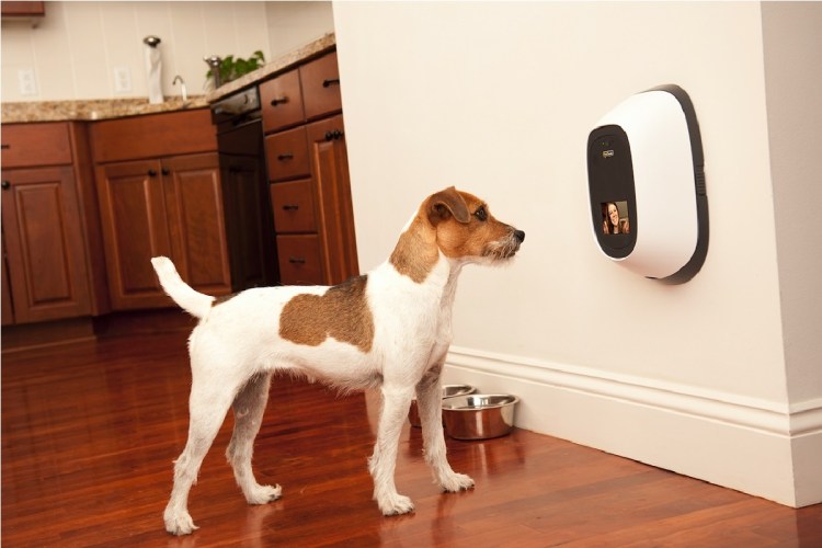 Животные видеозвонок