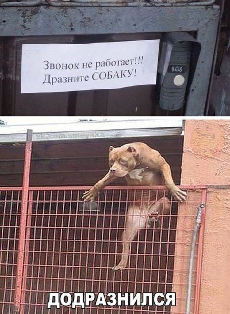 Собака с трубкой телефона