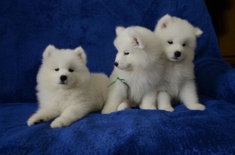 Японский шпиц медвежьего типа