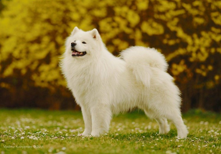 Лайка самоед