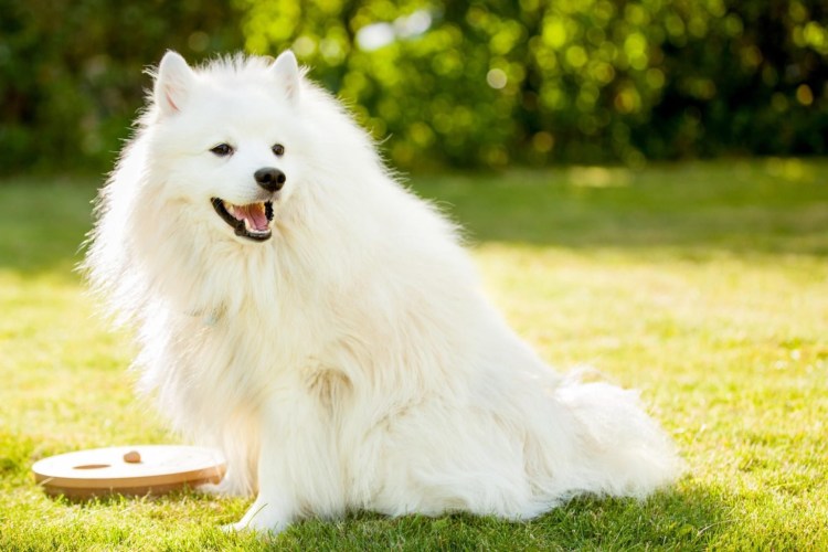 Карликовый самоед