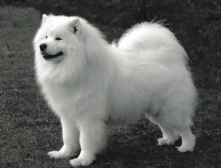 Сибирская лайка самоед