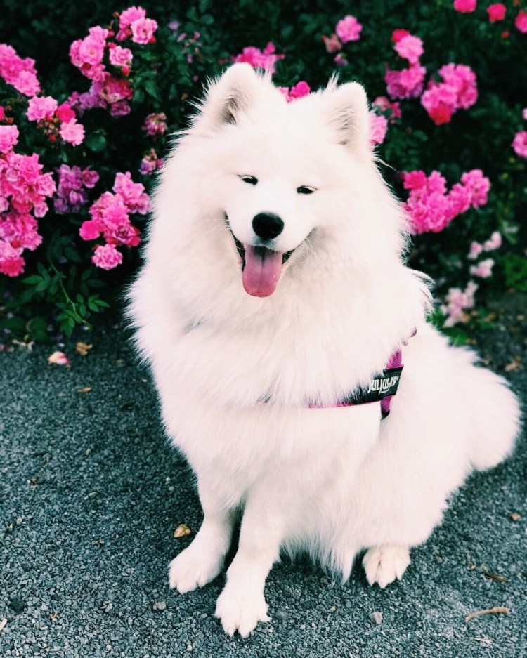 Арктический шпиц самоед