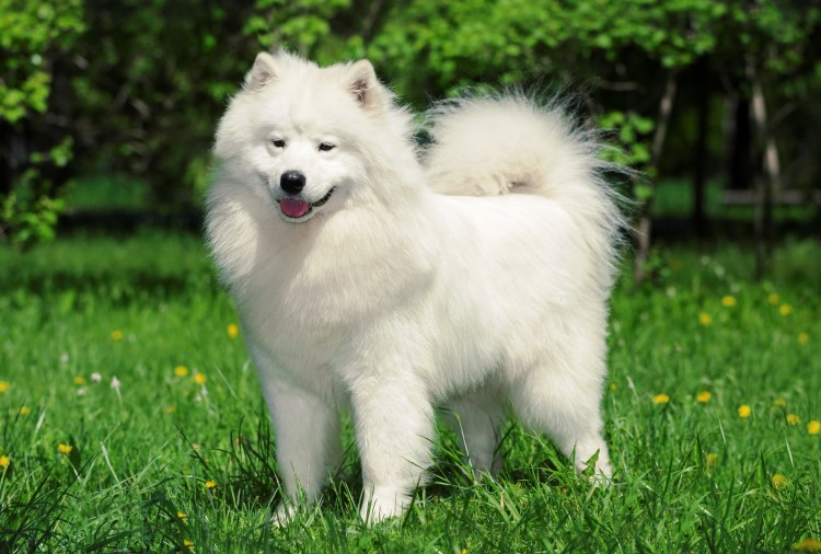 Шпиц самоед