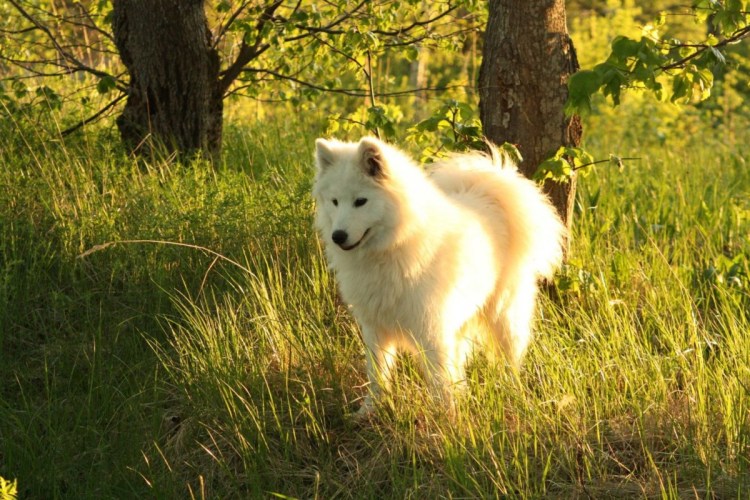Самоедская лайка