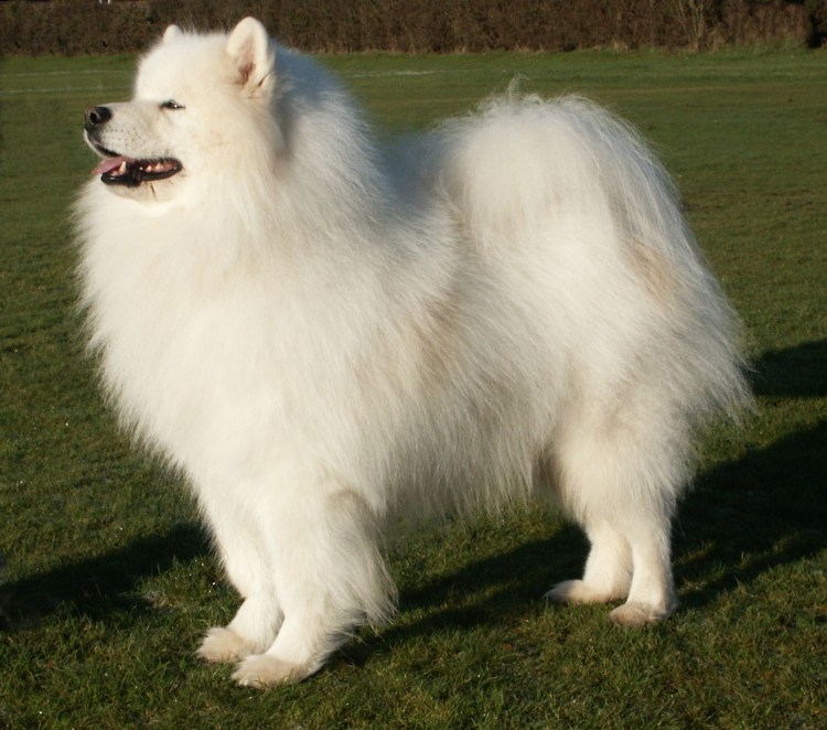 Шпиц самоед