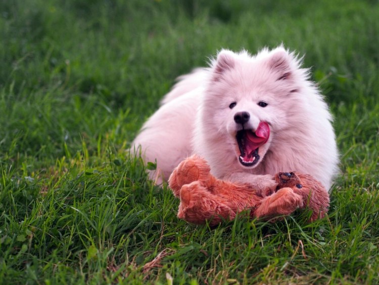 Порода шпиц самоед