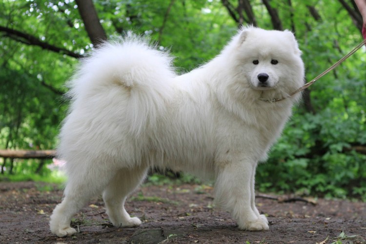 Порода собак самоед