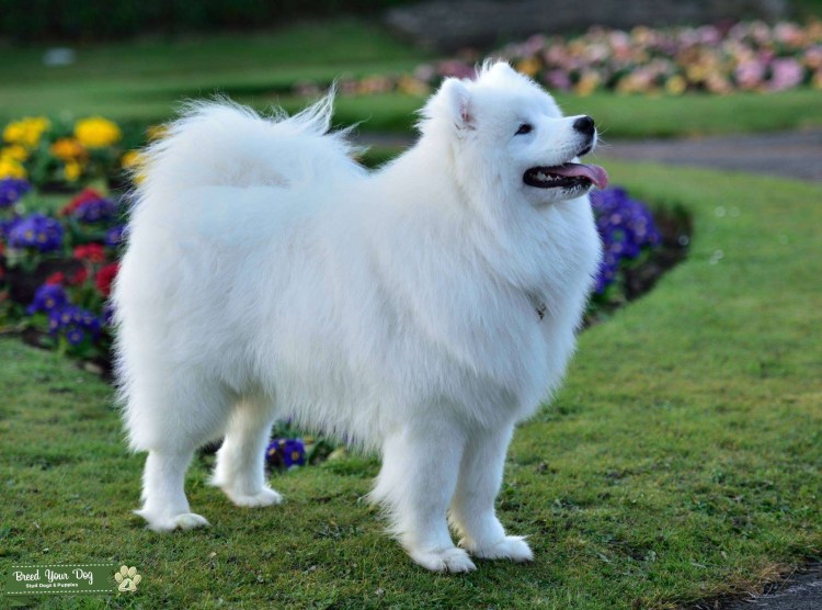 Шпиц самоед