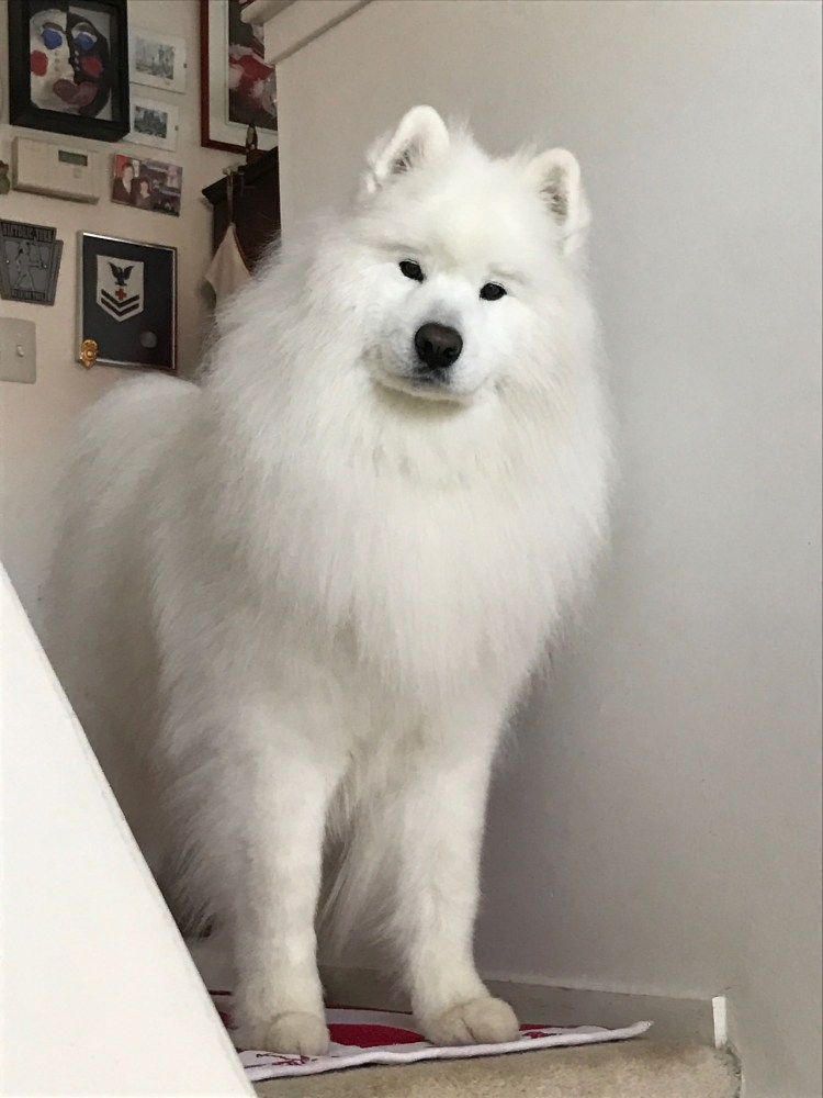 Немецкий шпиц и самоед