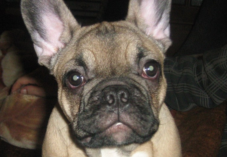 Конъюнктивит у французского бульдога