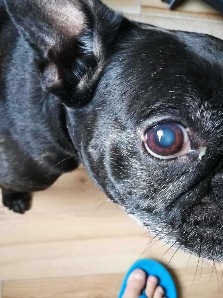 Французский бульдог с купированными ушами