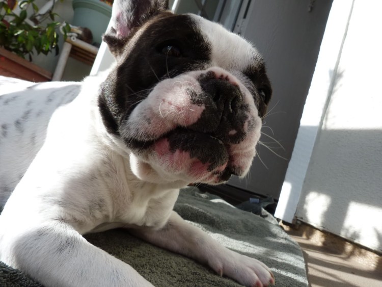 Катаракта у собак французский бульдог