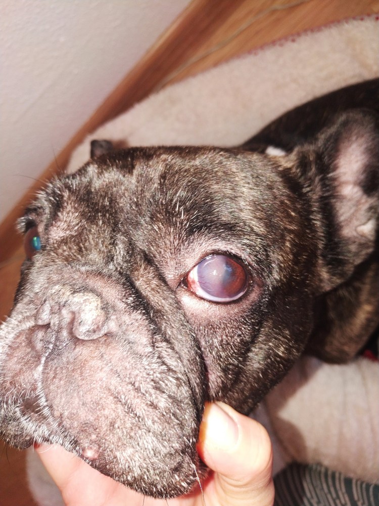 Уши французского бульдога