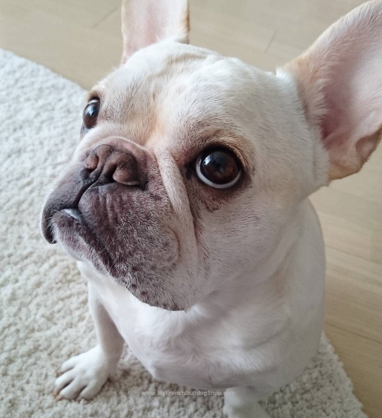 Французский бульдог 1 год