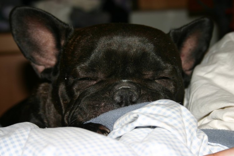 Третье веко у собаки французский бульдог