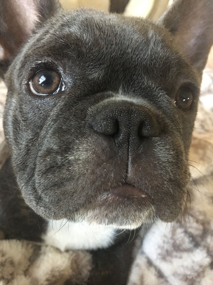 Шершавый нос у французского бульдога