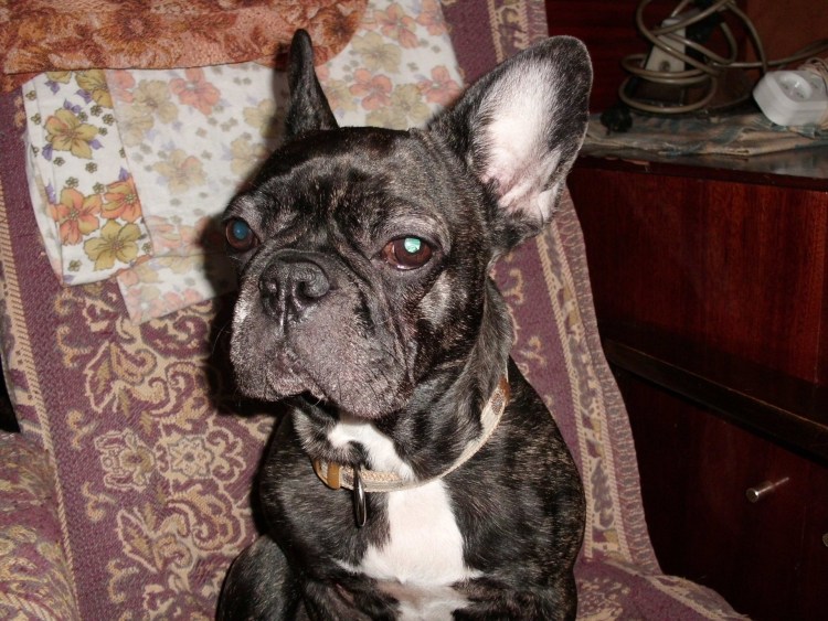 Нос у французского бульдога щенка