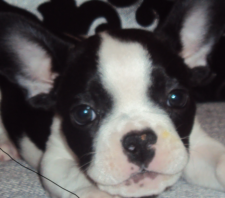 Английский бульдог морщин