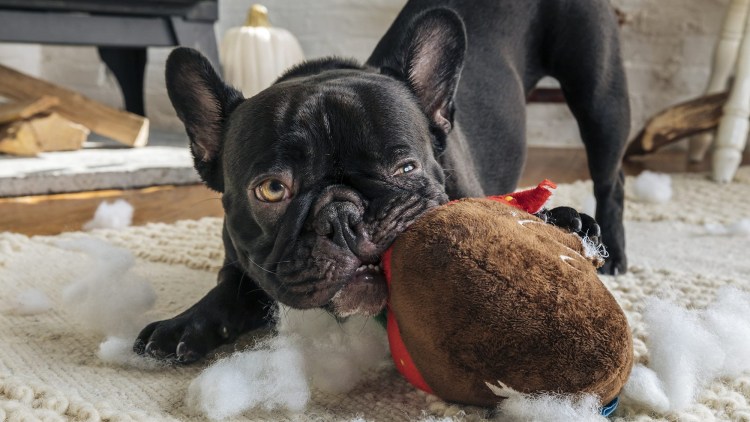 Французский бульдог носик