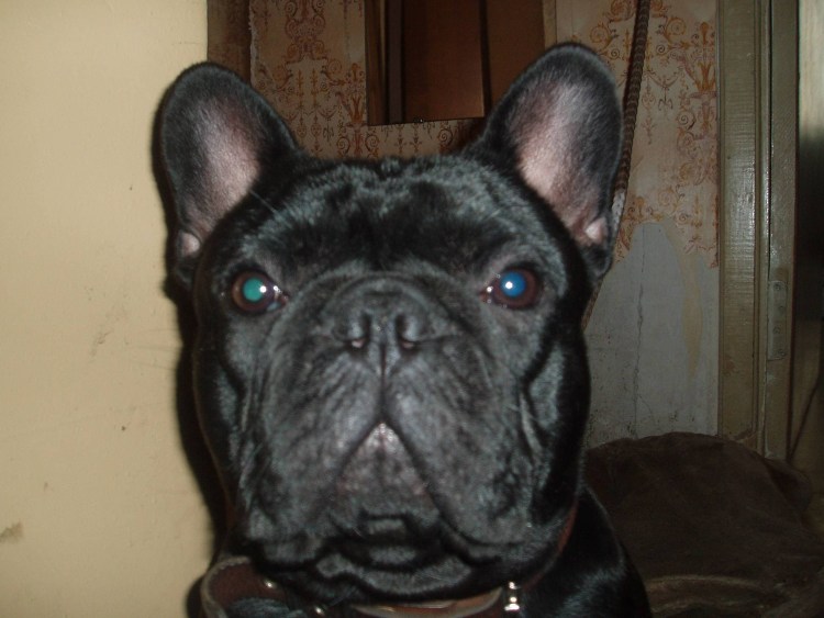 Бойцовый французский бульдог