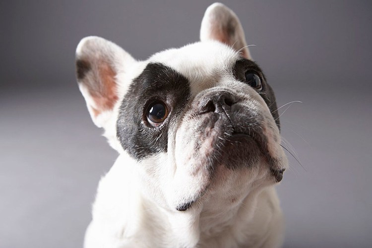 Цвет носа у французского бульдога
