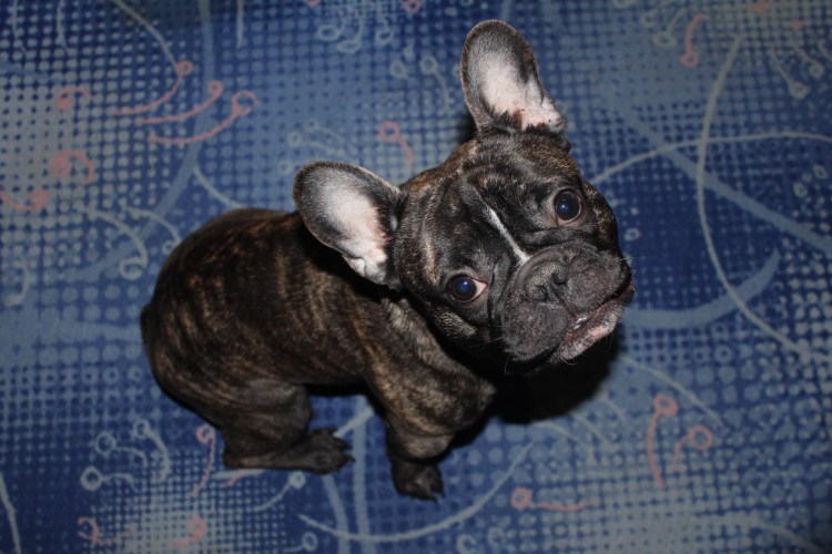 Дерматит у французского бульдога