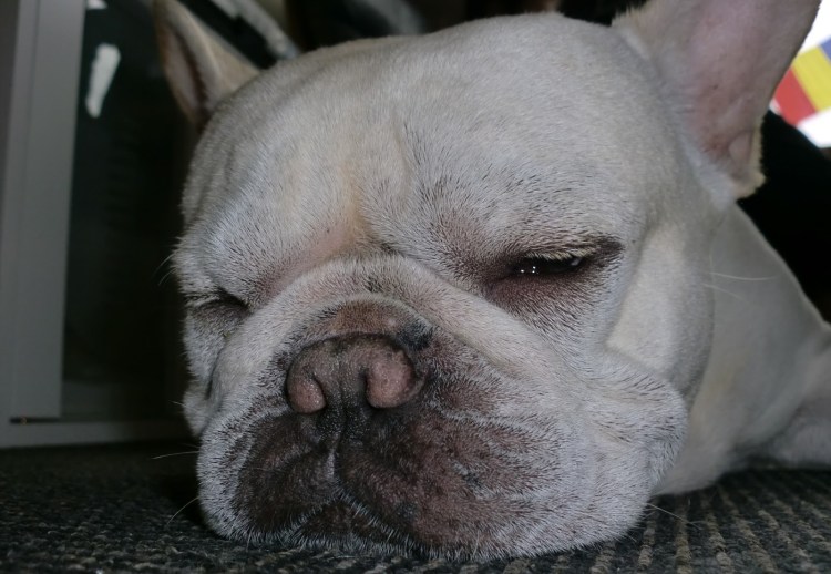 Демодекоз у французского бульдога