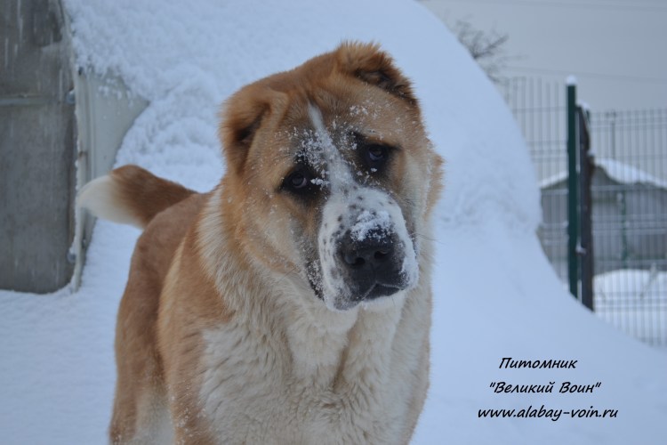 Собака Среднеазиатская овчарка фото