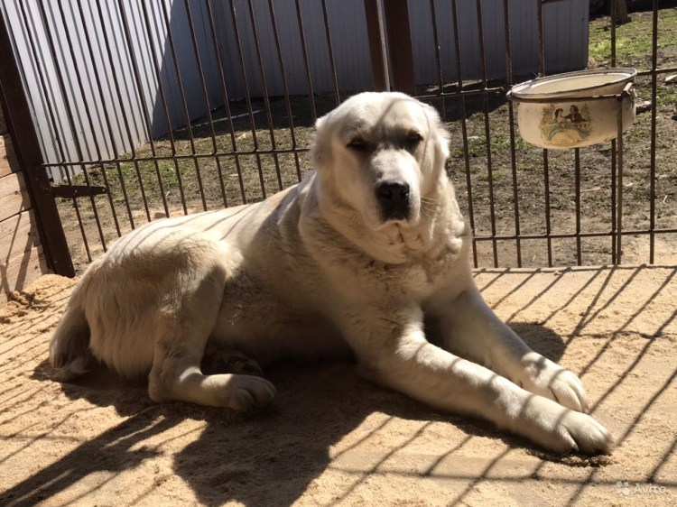 Щенок САО 4 месяца