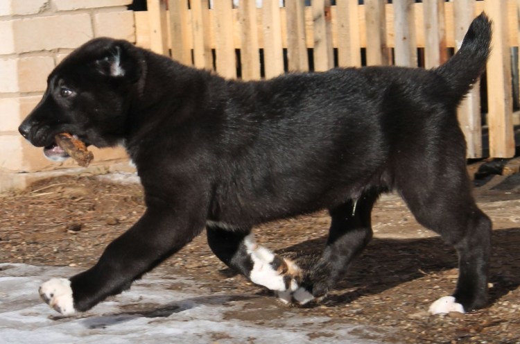 Среднеазиатская овчарка коричневого окраса
