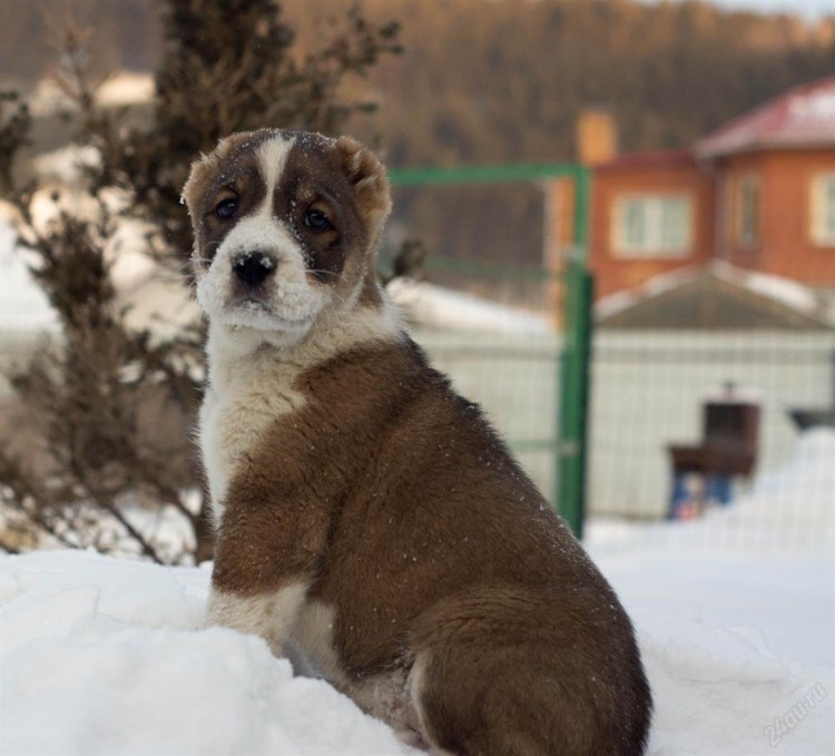 Алабай окрасы Среднеазиатская овчарка