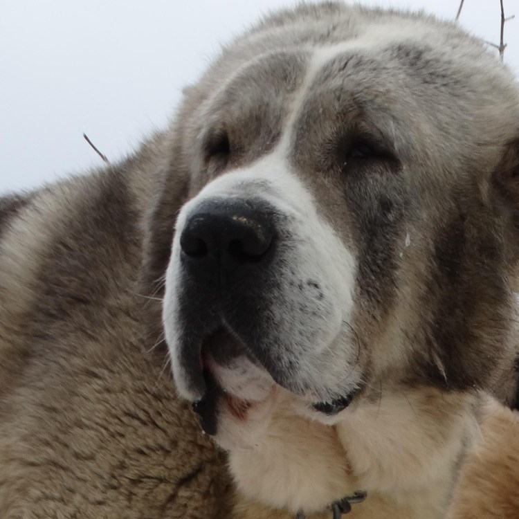 Алабай питомник Северного Урала
