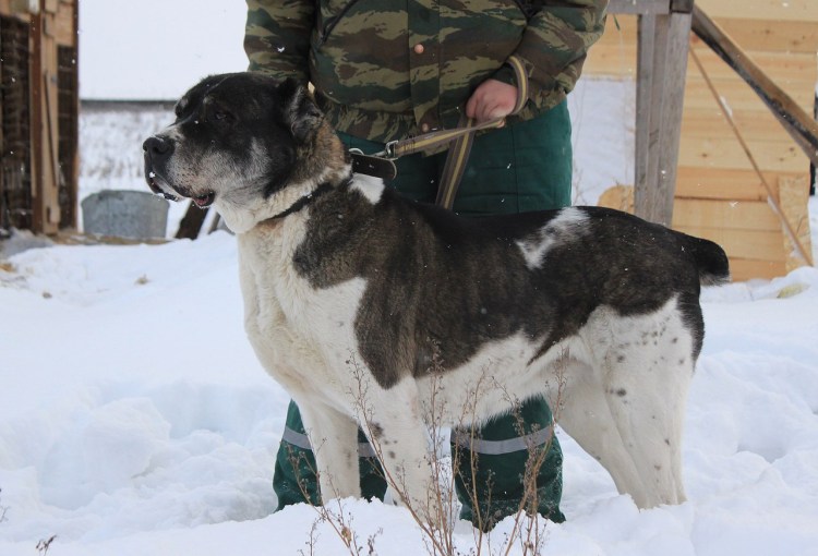 Азиатская овчарка алабай черный
