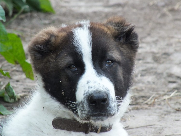 Алабай длинношерстный