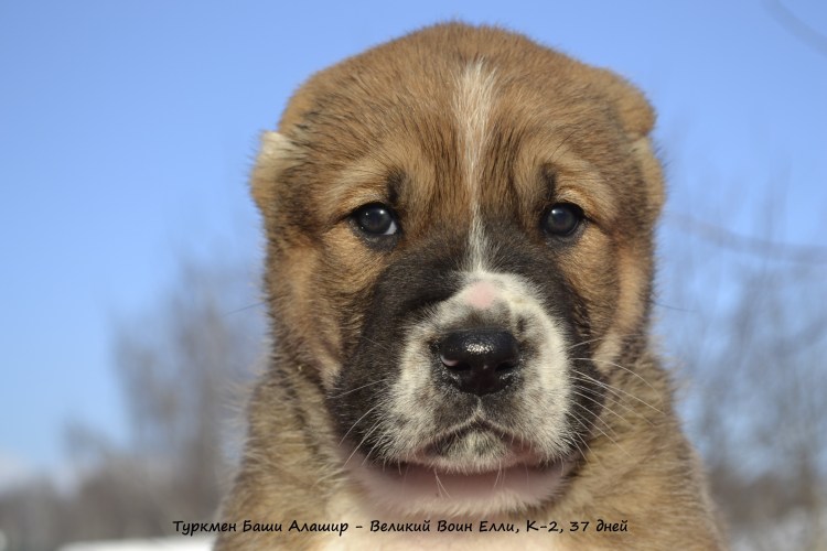 Шоколадный алабай